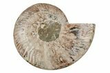 8.1" Agatized, Cut & Polished Ammonite Fossil - Madagasar - #191369-3